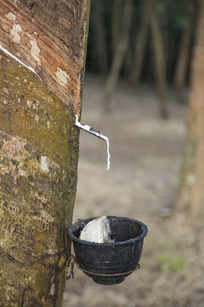 Rubber milk in rubber bowl from rubber tree plant