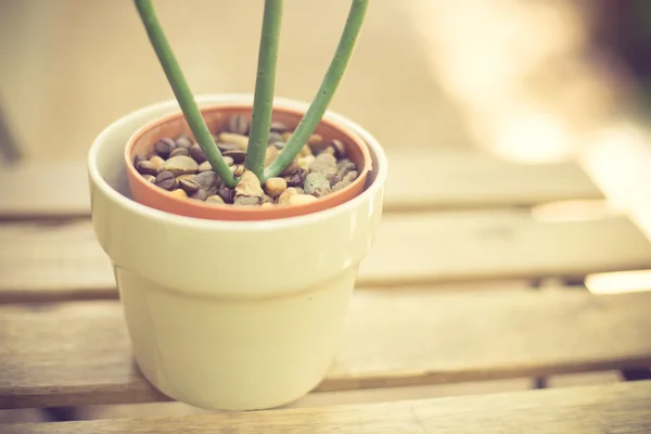 Plant in a pot vintage color