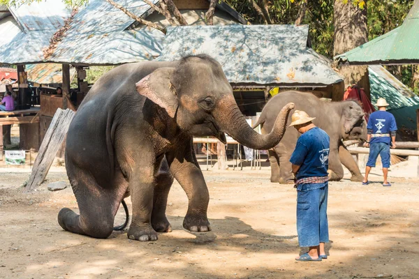 Chiangmai ,Thailand - February 20 : elephant is sitting and putting hat on mahout \'s head on February 20 ,2016 at Mae Sa elephant camp ,Chiangmai ,Thailand