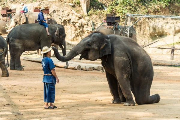 Chiangmai ,Thailand - February 20 : elephant is sitting and putting hat on mahout \'s head on February 20 ,2016 at Mae Sa elephant camp ,Chiangmai ,Thailand