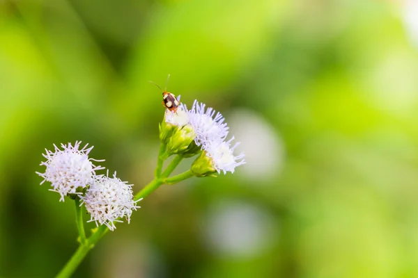 Bug swarm flower