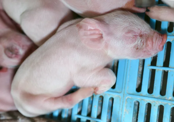 Newborn piglet sleep in farm