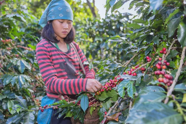 Women picking coffee seed in the farmland