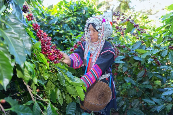 Akha hill picking arabica coffee berries in red and green on its branch tree at plantation
