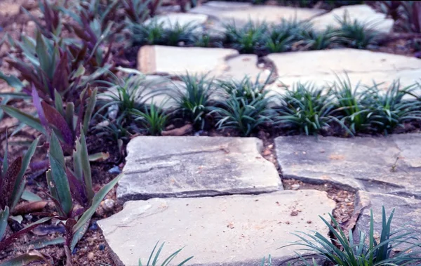 Garden stone paving plant decoration