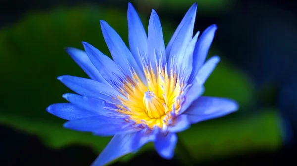 Purple exotic lotus, water lily flower