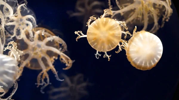 Dangerous jellyfishes in ocean