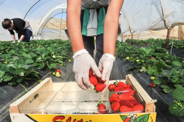 Farm workers pick and package strawberries