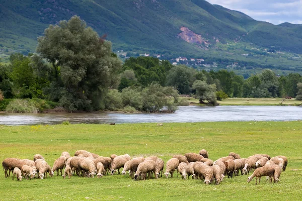 Sheep grazing next to the river Strymon spring in Northern Greec