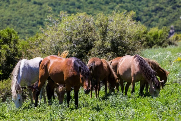 Herd of horses that eat greens on a mountain slope