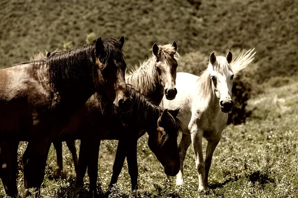 Herd of horses that eat greens on a mountain slope
