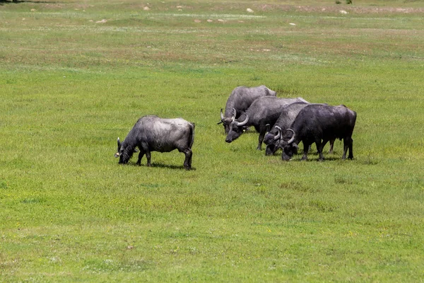 Buffalo grazing next to the river Strymon spring in Northern Gre