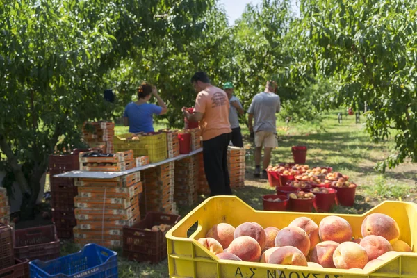 Workers placing ripe peaches in crates at the factory of Agricul