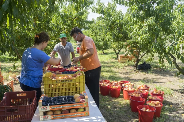 Workers placing ripe peaches in crates at the factory of Agricul