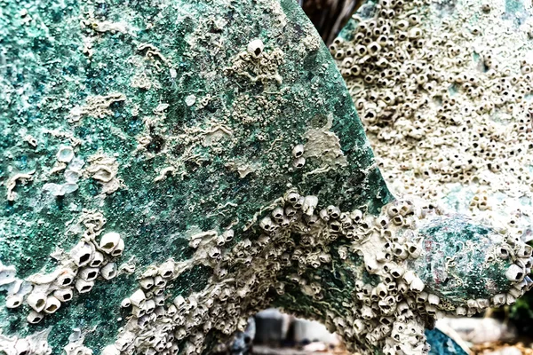 Details of a Rusty boat propeller