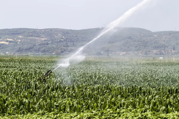 A center pivot sprinkler system watering a grain field in the fe