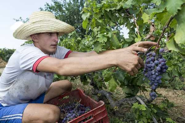 Farm worker picking grape during harvest in Thessaloniki, Greece