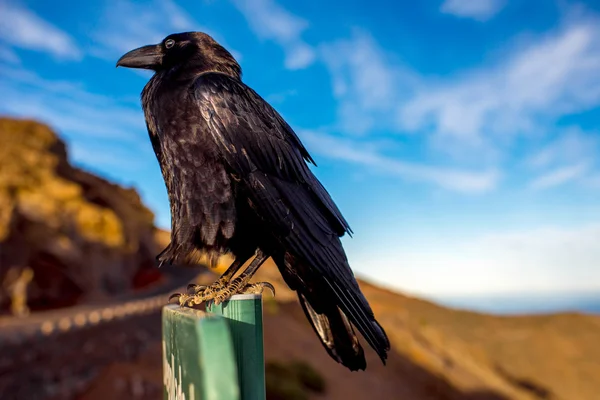 Black raven on the sky background