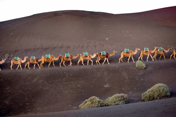 Camels caravan walking on Lanzarote island