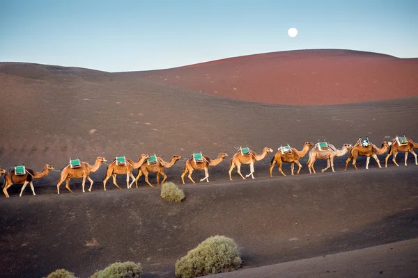 Camels caravan walking on Lanzarote island