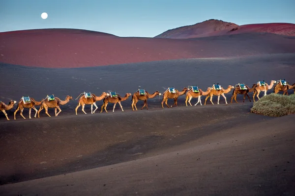 Camels caravan walking on Lanzarote island