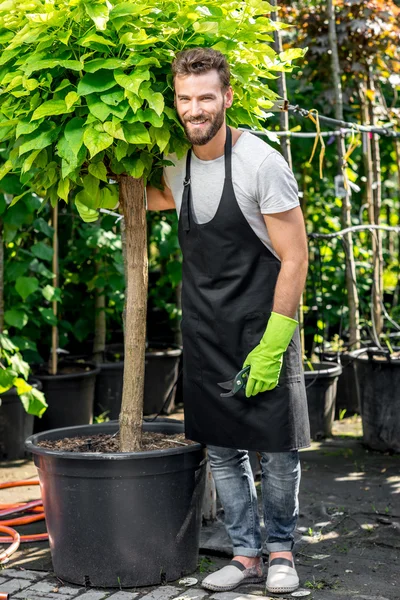 Handsome gardener carrying a tree