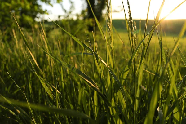 Golden wild grass on the sunset in backlight