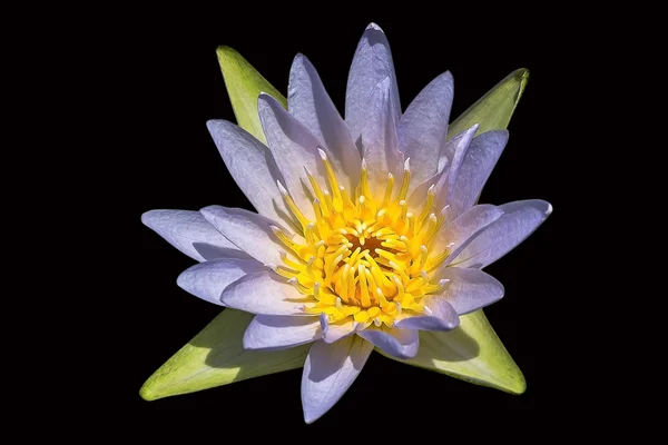 Lotus flower Image isolated on black background.