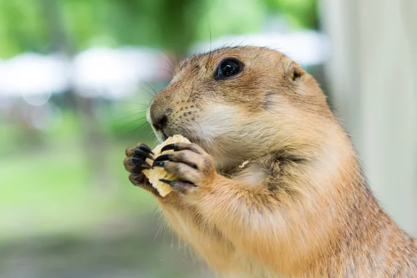 Prairie dog eating