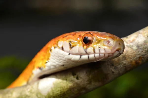 Sunkissed Corn Snake close up eye and detail scales