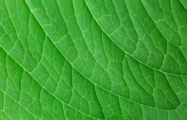 Structure of green leaf