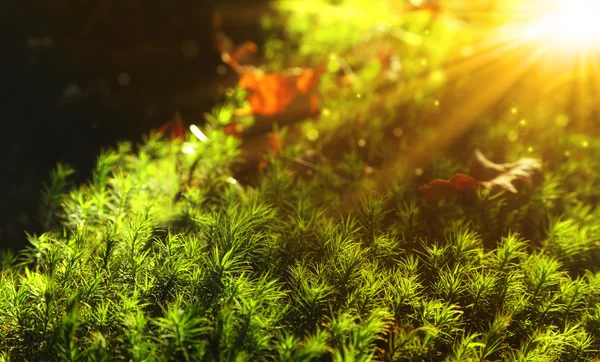 Beautiful autumn natural background, moss green and sunrise