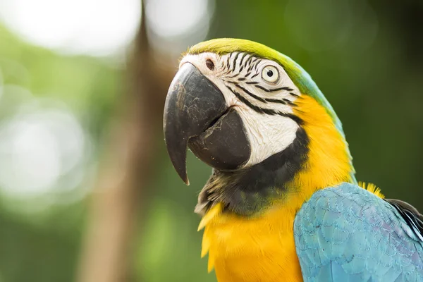 Close Up of Gold and Blue Macaw in Natural Setting