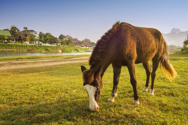 Wild Horse Grazing on Pasture at Sunset