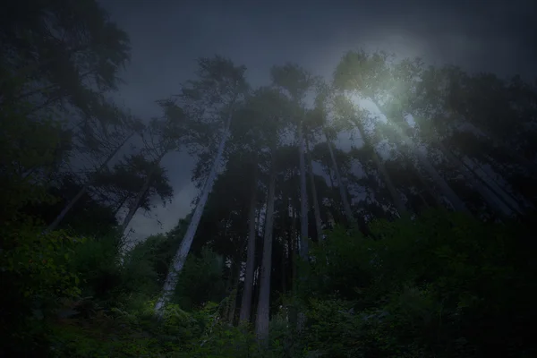Forest in a foggy moonlit night
