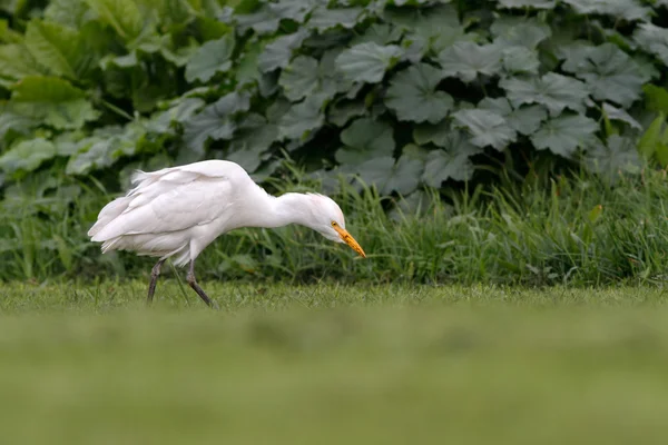 Cattle Egret searching for worms