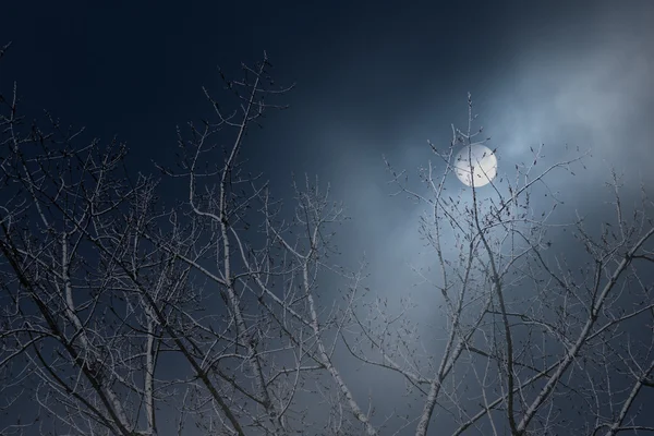 Tree branches in a foggy full moon night