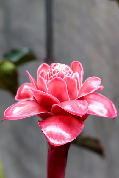 Etlingera Elatior or Red Torch Ginger - red flower in the nature