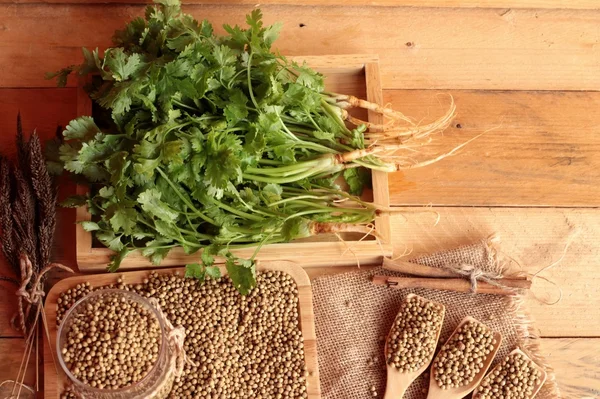 Dry coriander seeds and fresh coriander green.