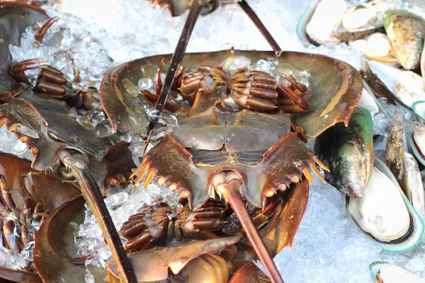 Horseshoe crab on ice for cooking.