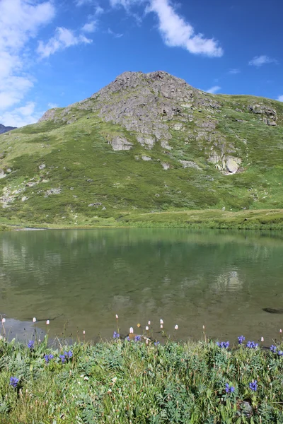 Landscape with lake and blue flowers in Altai mountains.