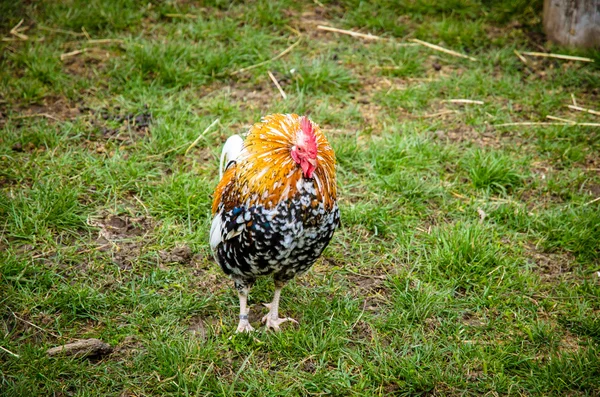 Colorful cock in meadow