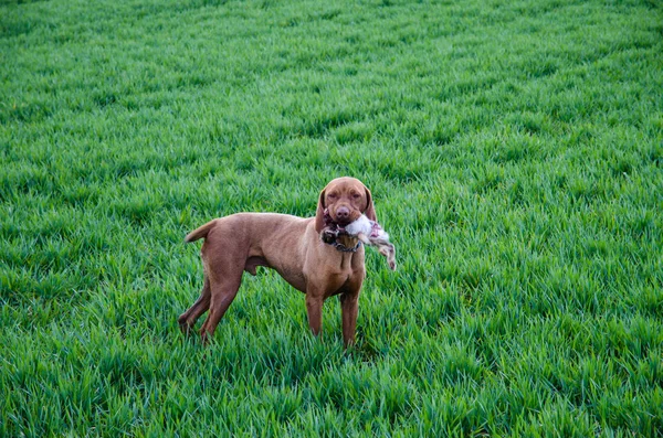 Dog with dead rabbit in grass
