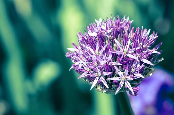 Garlic flower