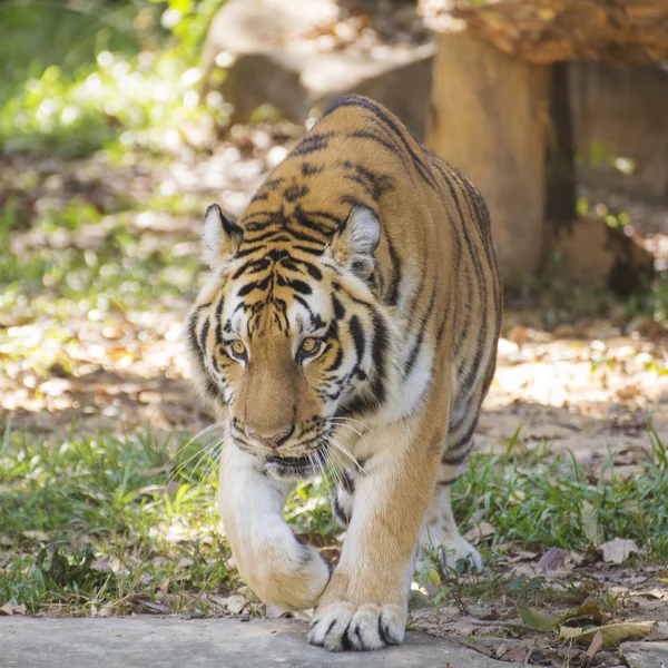 Bengal tiger walking
