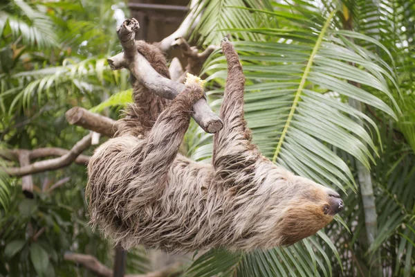 Young Hoffmann\'s two-toed sloth climbing on the tree