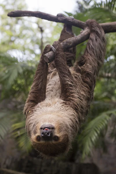 Young Hoffmann\'s two-toed sloth on the tree