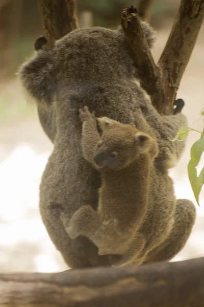 Family of Koala bear