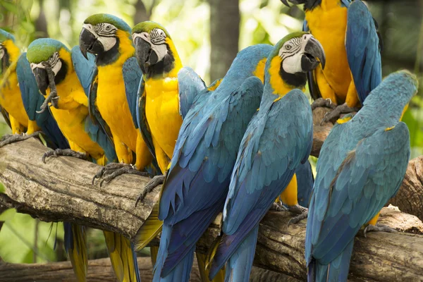 Macaws on the tree
