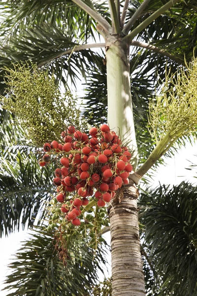 Red dates clusters of Palm tree